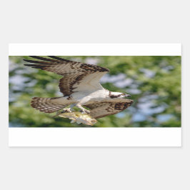 Pegatina Rectangular Osprey con una gran boquilla