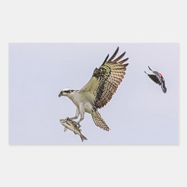 Pegatina Rectangular Osprey que es perseguido por un mirlo de alas