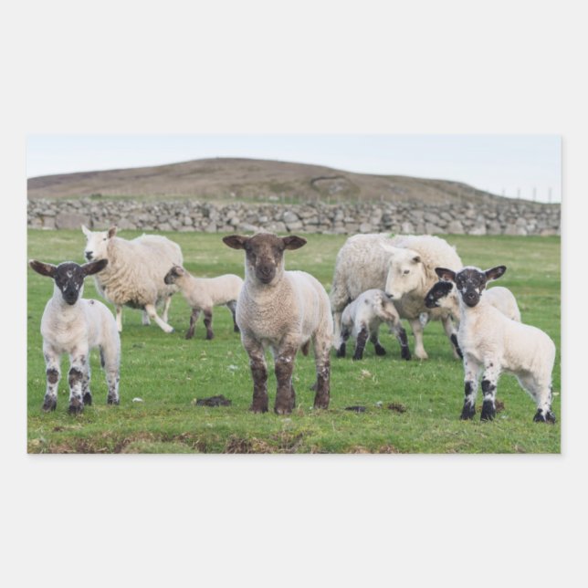 Pegatina Rectangular Oveja Shetland (Anverso)