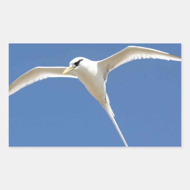 Pegatina Rectangular Pájaro Paja en Cola Isla Mauricio (Anverso)