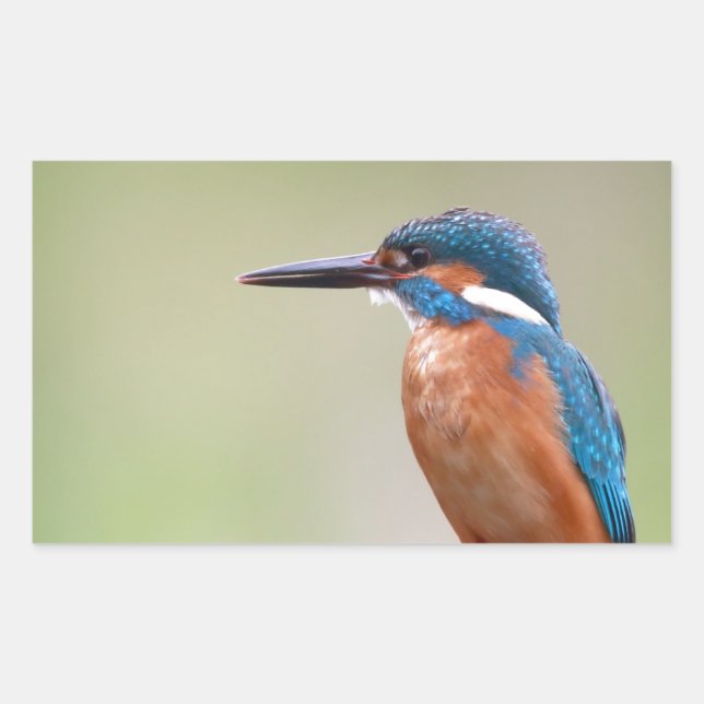 Pegatina Rectangular Pájaro pescador. (Anverso)
