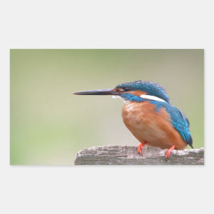 Pegatina Rectangular Pájaro pescador.