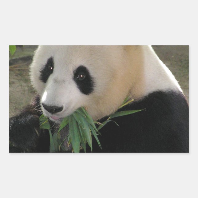 Pegatina Rectangular Panda Bear Hugs (Anverso)