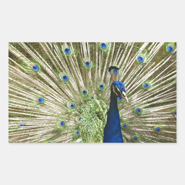 Pegatina Rectangular Pantalla Peacock (Anverso)