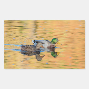 Pegatina Rectangular Pareja de Mallards
