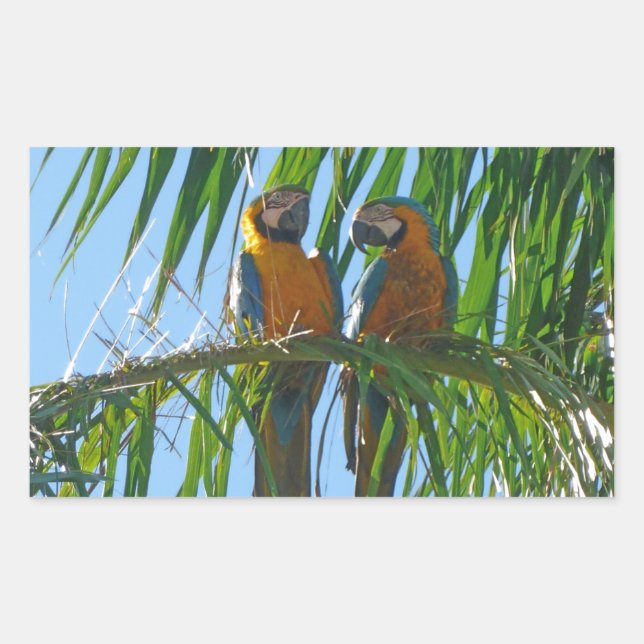 Pegatina Rectangular Parrots- Macaws azules y dorados (Anverso)