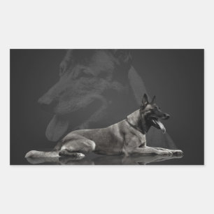 Pegatina Rectangular Pastor belga - Malinois