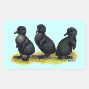 Pegatina Rectangular Patitos de Cayuga negra