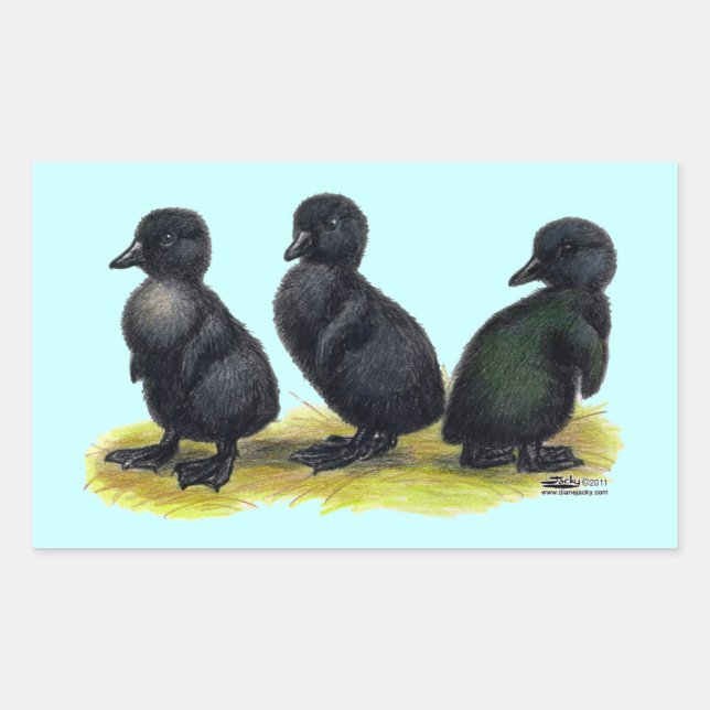 Pegatina Rectangular Patitos de Cayuga negra (Anverso)