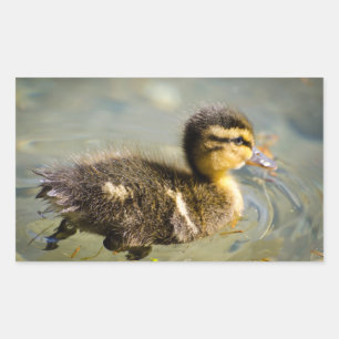 Pegatina Rectangular Pato de bebé joven