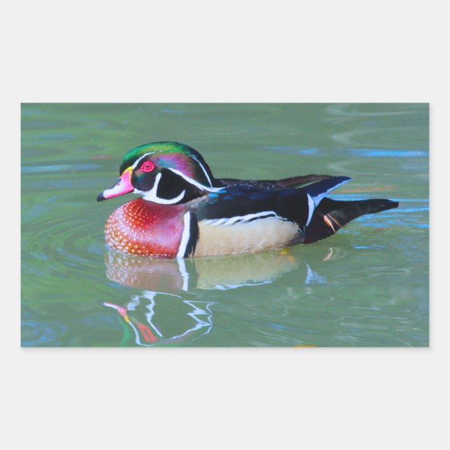 Pegatina Rectangular Pato de madera macho en el estanque (Anverso)