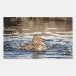 Pegatina Rectangular Pato Mallard en Downing Park