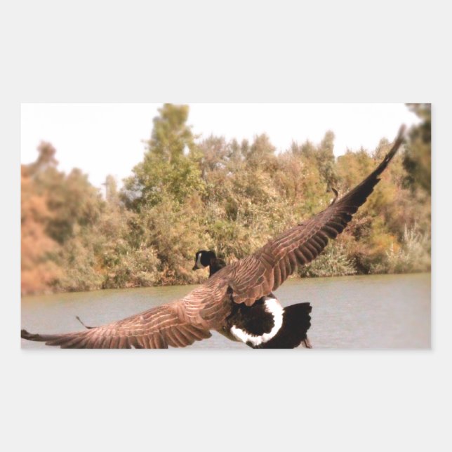 Pegatina Rectangular pato volando sobre agua fotografía (Anverso)