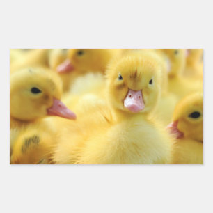 Pegatina Rectangular Patos pequeños