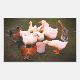 Pegatina Rectangular Patos y pollos comiendo graciosos