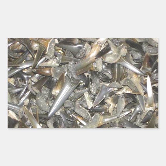 Pegatina Rectangular Patrón de dientes de tiburón fósil (Anverso)