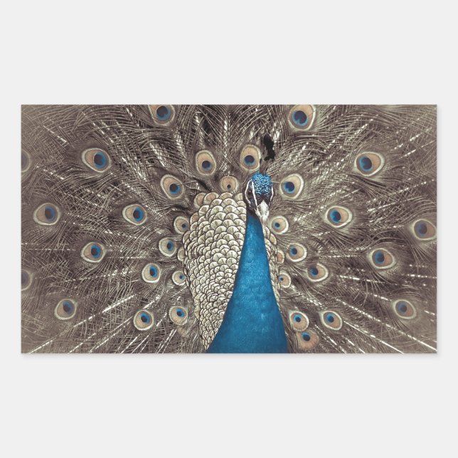 Pegatina Rectangular Pavo Real Azul Antiguo (Anverso)