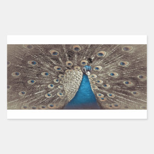 Pegatina Rectangular Pavo Real Azul Antiguo