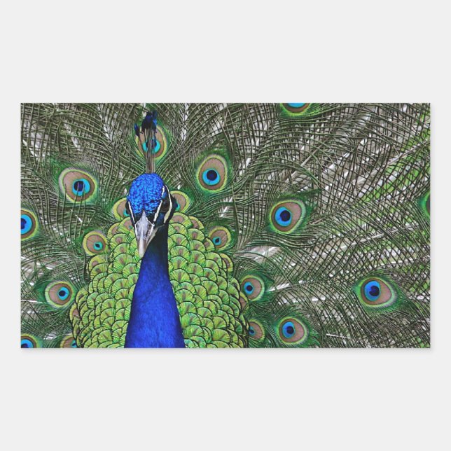 Pegatina Rectangular Peacock (Anverso)