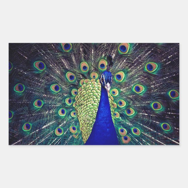 Pegatina Rectangular Peacock azul cobalto (Anverso)