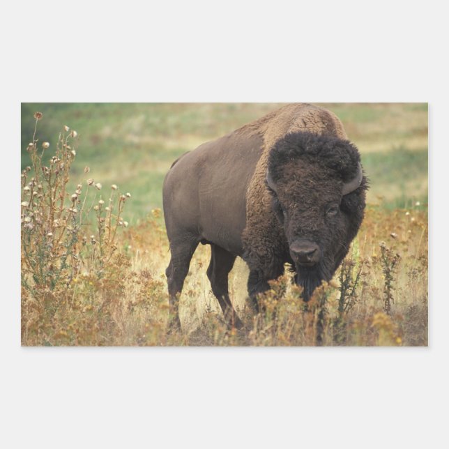 Pegatina Rectangular Pegatinas Bison de Estados Unidos (Anverso)