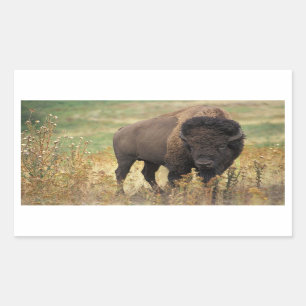 Pegatina Rectangular Pegatinas Bison de Estados Unidos