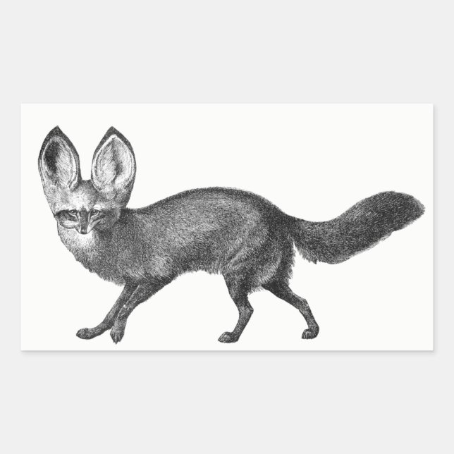 Pegatina Rectangular Pegatinas de Bat Eared Fox (Anverso)