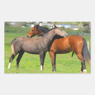 Pegatina Rectangular Pegatinas de caballos