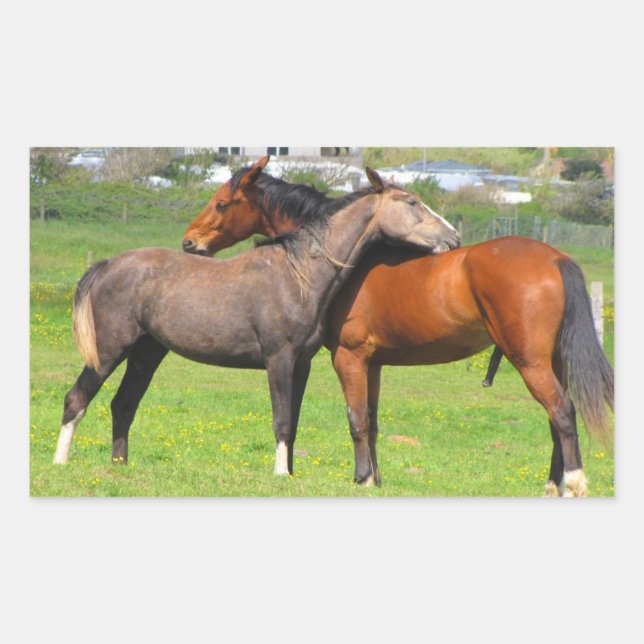 Pegatina Rectangular Pegatinas de caballos (Anverso)