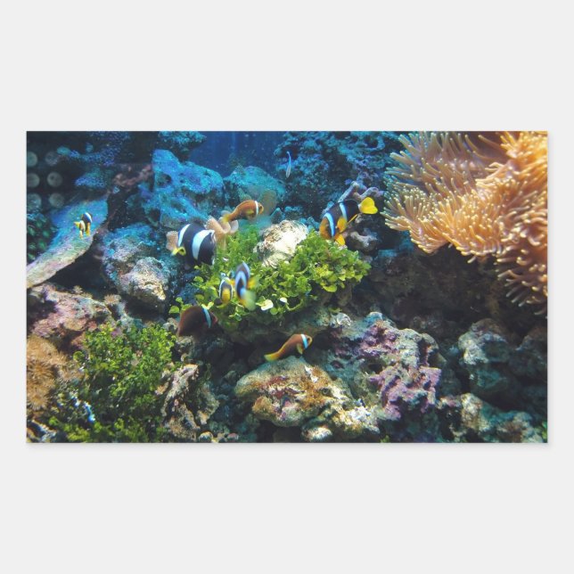 Pegatina Rectangular Pegatinas de Coral Reef (Anverso)