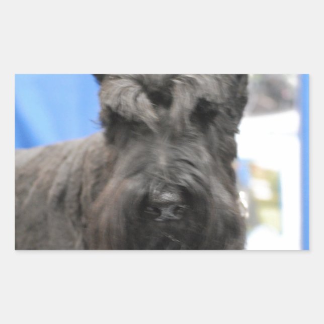 Pegatina Rectangular Pegatinas de Cute Schnauzer (Anverso)