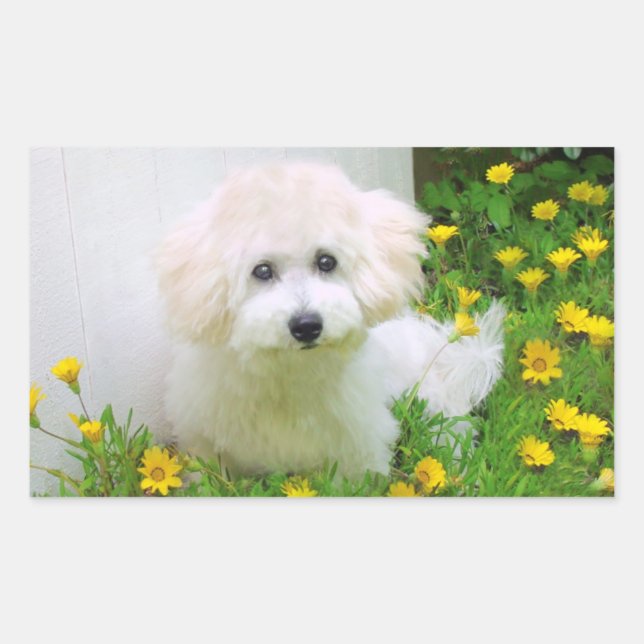 Pegatina Rectangular Pegatinas de fotografía (Anverso)