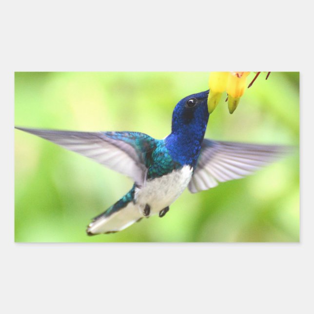 Pegatina Rectangular Pegatinas de Hummingbird (Anverso)