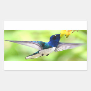 Pegatina Rectangular Pegatinas de Hummingbird