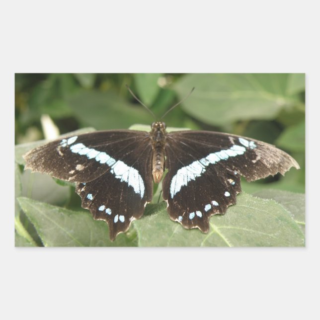 Pegatina Rectangular Pegatinas de mariposas tropicales negras y blancas (Anverso)