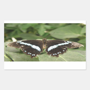 Pegatina Rectangular Pegatinas de mariposas tropicales negras y blancas