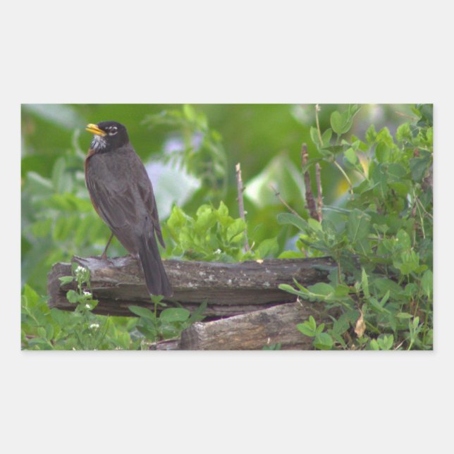 Pegatina Rectangular Pegatinas de Robin Photo (Anverso)