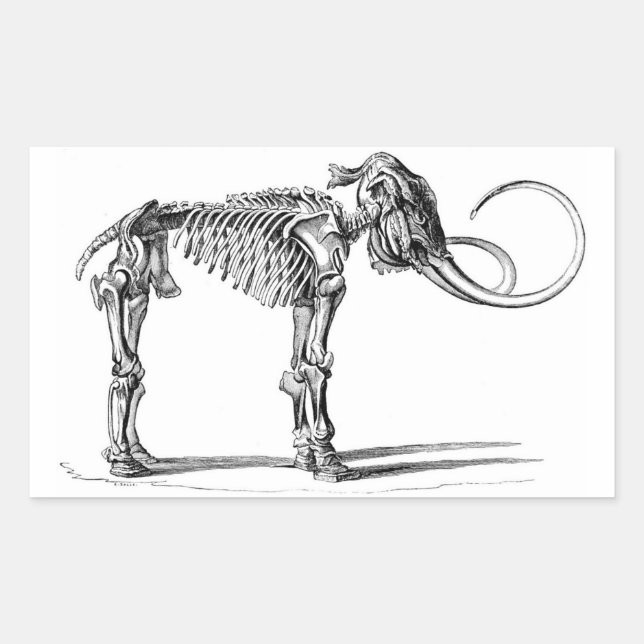Pegatina Rectangular Pegatinas de Wooly Mammoth Skeleton (Anverso)