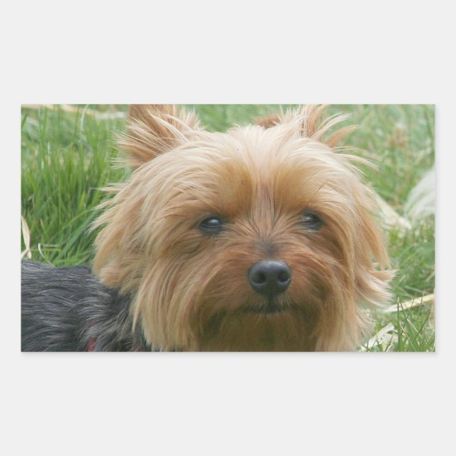 Pegatina Rectangular Pegatinas de Yorkshire Terrier (Anverso)