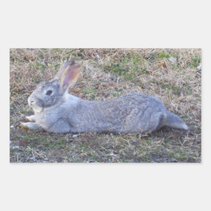 Pegatina Rectangular Pegatinas Lazy Bunny