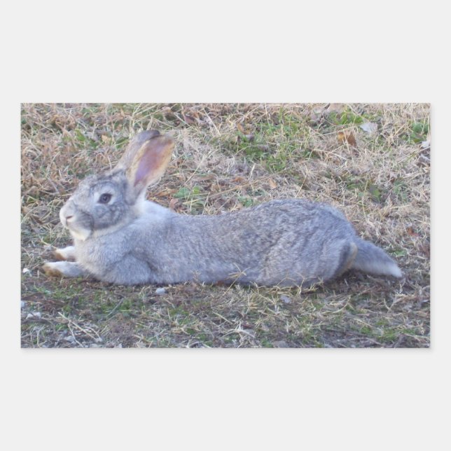 Pegatina Rectangular Pegatinas Lazy Bunny (Anverso)