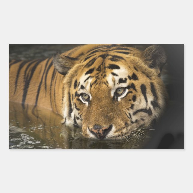 Pegatina Rectangular pegatinas tigre (Anverso)