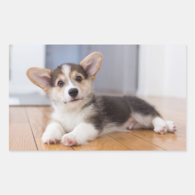 Pegatina Rectangular Pembroke Welsh Corgi Puppy (Anverso)