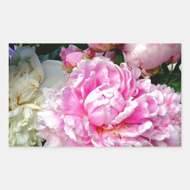 Pegatina Rectangular Peonias rosas y blancas (Anverso)