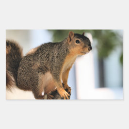 Pegatina Rectangular Perca