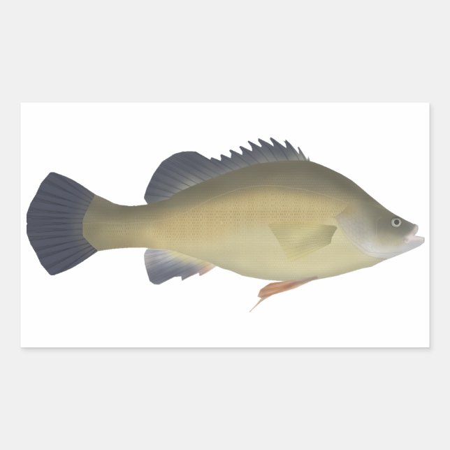 Pegatina Rectangular Perca dorada (Anverso)