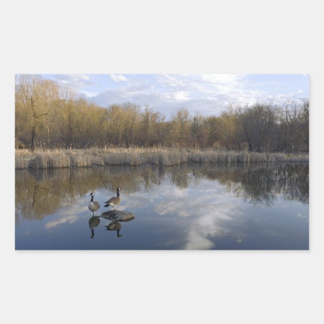 Pegatina Rectangular Perca geesa en parque en el oeste de Saint Paul (Anverso)