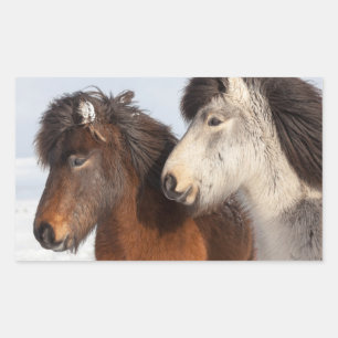 Pegatina Rectangular Perfil de caballo islandés, Islandia