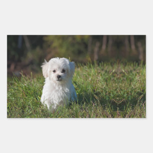 Pegatina Rectangular Perrito blanco