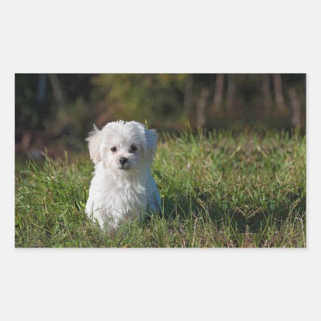 Pegatina Rectangular Perrito blanco (Anverso)